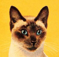 siamese cat N2