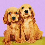 Two Cocker Spaniel Puppies