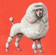 Poodle N8