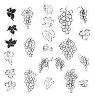 Sketchy Hand Drawn Brushed Wine Grapes Elements - Brushes Included