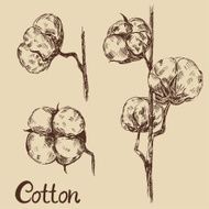 Hand drawn cotton buds