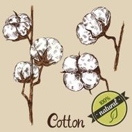 Hand drawn cotton plant