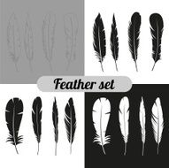 the collection of feathers N2