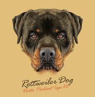 Vector Illustrative portrait of Rottweiler Dog N2