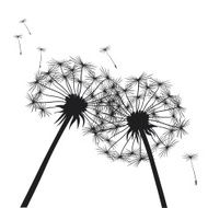 Black dandelions N2