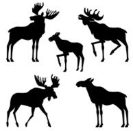 moose vector silhouette