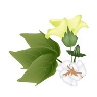 Fresh Yellow Cotton Flower with Bud on Branch
