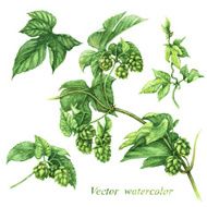 Branch of hops