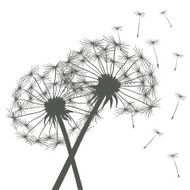 Grey dandelions N2