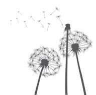 Grey vector dandelions N2