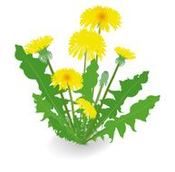 Dandelion flowers isolated on white background