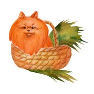 Hand drawn watercolor pomeranian spitz in wicker basket