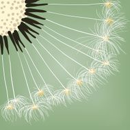 Close-up Dandelion