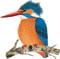 KingFisher N3