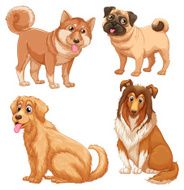 Animals N93