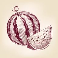 watermelon hand drawn vector llustration realistic sketch N2