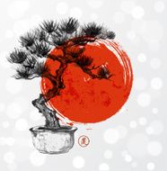 Bonsai pine tree hand hand-drawn with ink