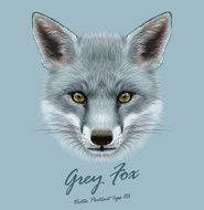 Vector Illustrative portrait of Grey Fox