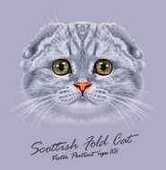 Vector Portrait of Scottish Fold Cat