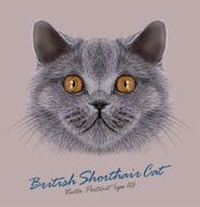 Vector Portrait of British Shorhair Cat