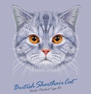 Vector Portrait of British Short-hair Cat