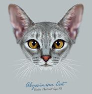 Vector Illustrative Portrait of Abyssinian Cat