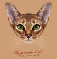 Vector Illustrative Portrait of Abyssinian Cat N2