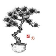 Bonsai pine tree hand hand-drawn with ink N2