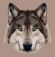 Illustration Portrait of a Wolf