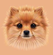 Illustrative Portrait of Pom
