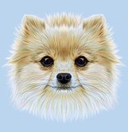 Illustrative Portrait of Pom N2