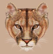 Portrait of Mountain Lion N2