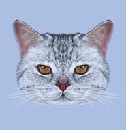 Illustrative Portrait of Scottish Straight Cat