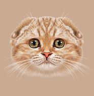 Illustration Portrait of Scottish Fold Cat