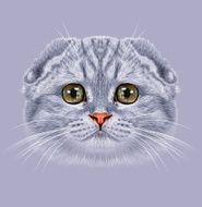 Illustration Portrait of Scottish Fold Cat N2