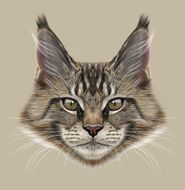 Illustration Portrait of Maine Coon Cat