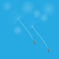 Dandelion in the wind