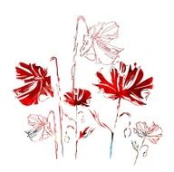 red poppies on a white background N5