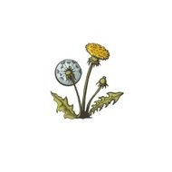 Dandelion flowers on a white background