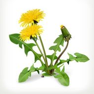 Dandelion flowers vector icon