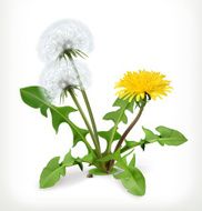 Dandelion flowers vector icon N2