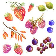 Collection with tasty hand drawn berries - strawberry wild stra