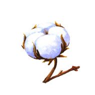 Cotton boll