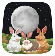 Rabbits N23