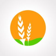 Wheat icon vector
