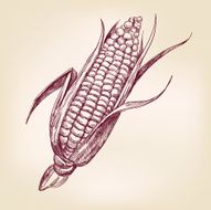 corncob hand drawn vector llustration realistic sketch N2