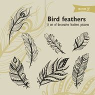 bird fethers