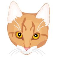 Face of cat