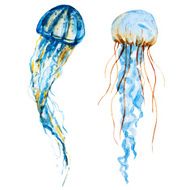 watercolor jellyfish N2