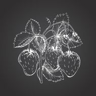 Strawberry Drawing N4